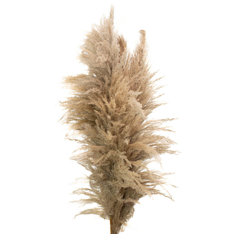 PAMPAS GRASS NATURAL TAUPE