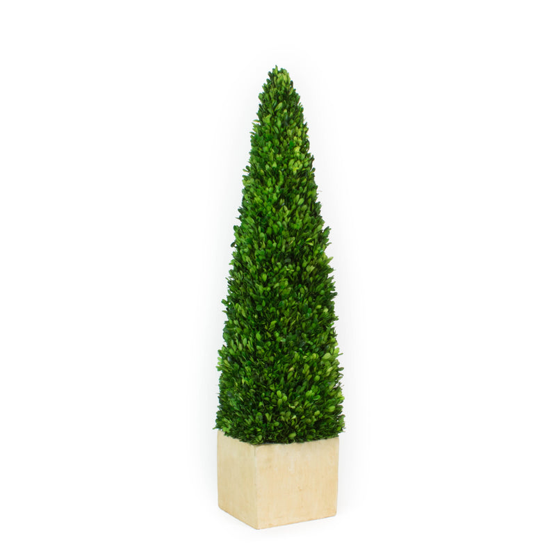 Preserved Boxwood Obelisk Topiary - 43 Inch