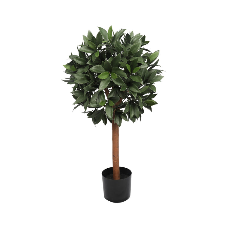 UV Bay Laurel Ball Tree - 36 Inch