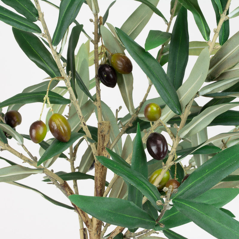 Olive Leaf Tree - 25 Inch