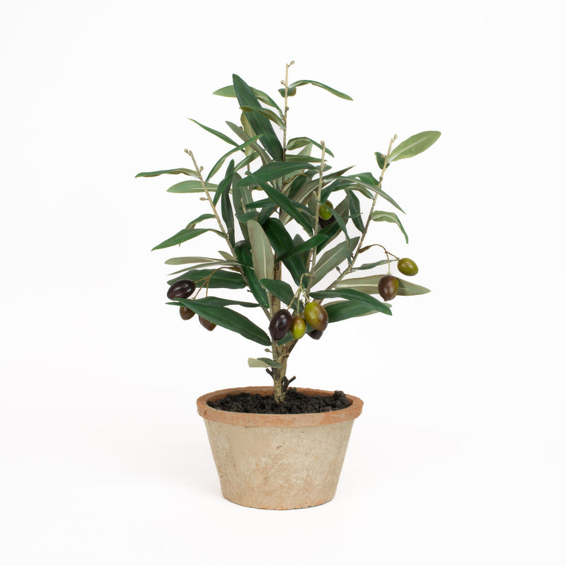 Olive Leaf Tree - 16 Inch