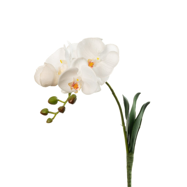 Real Touch Phalaenopsis Orchid White - 15 Inch