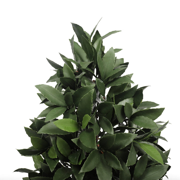 UV Bay Laurel Cone Topiary - 36 Inch