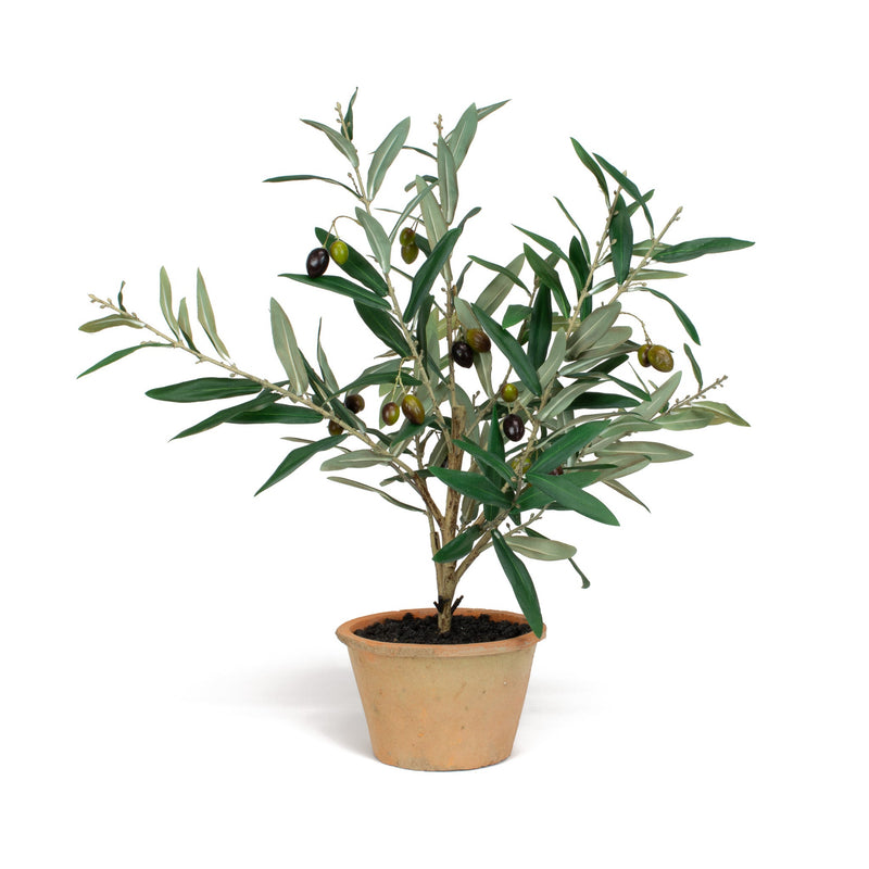 Olive Leaf Tree - 25 Inch