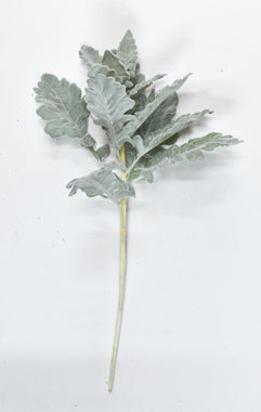 Dusty Miller 17" Spray Green - 6 stems