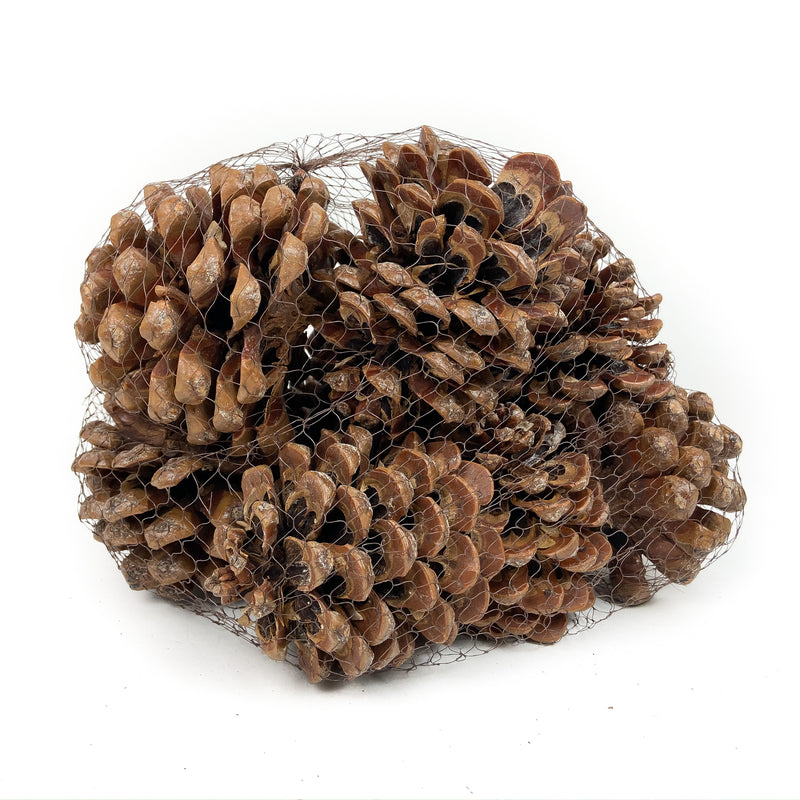 PINE-CONE-PINEA-NATURAL 