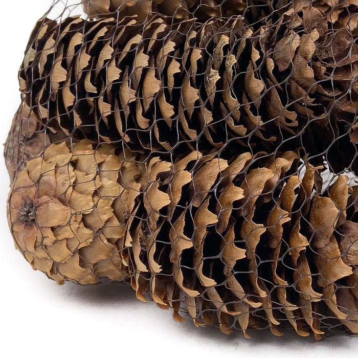 PINE-CONE-SPRUCE-NATURAL-12-PIECES-CLOSE