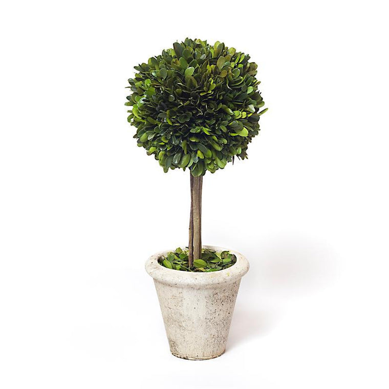 Preserved Boxwood Single Ball Topiary - 16 Inch